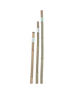 Canna bamboo Ø cm 2,2-2,4xh.150